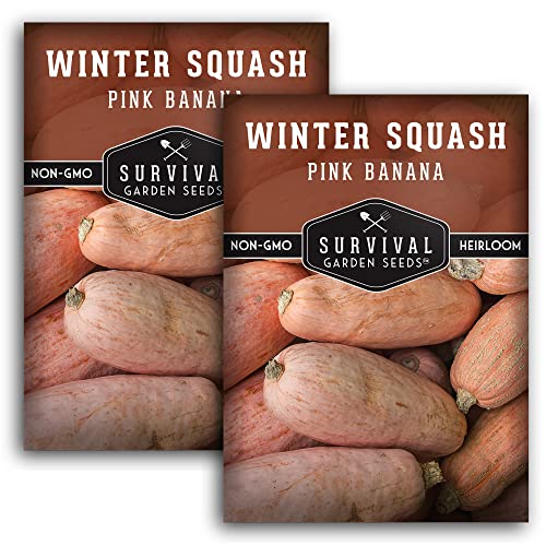 Survival Garden Seeds - Pink Banana Winter Squash Seed for Planting - 2 Packs with Instructions to Grow Winter Vegetables in Your Home Vegetable Garden - Non-GMO Heirloom Variety