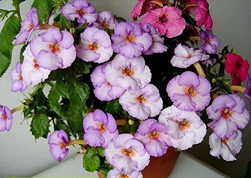 Radha Krishna Agriculture® Imported Variety Achimenes Flower Bulbs all Season Flower Bulbs for Pot & Home Gardening Pack of 10 Flower Bulbs (B09Q3G59FB) Amazon Price History, Amazon Price Tracker
