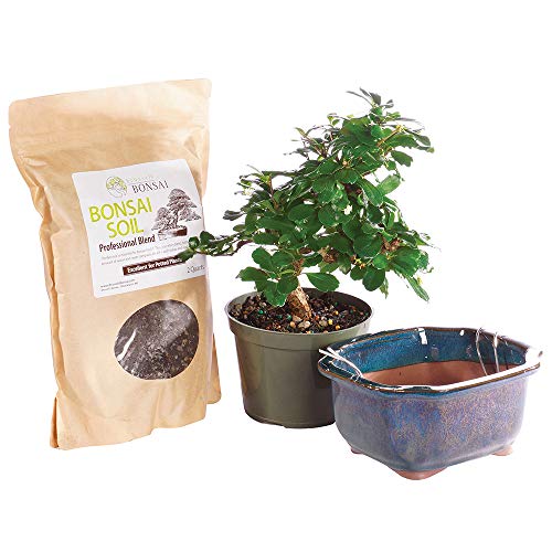 Brussel's Bonsai Live Fukien Tea Bonsai Tree Kit - Medium Indoor Bonsai Fukien Tree - Bonsai Kit...