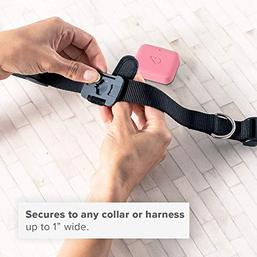 Whistle GO 2-Pack (Blue/Blush)