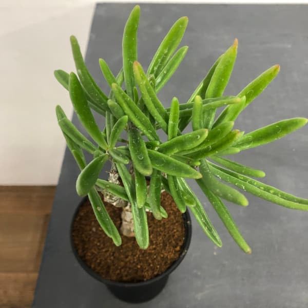 Amazon｜チレコドン：ストリアツス 3.5号鉢植え[多肉植物・コーデック