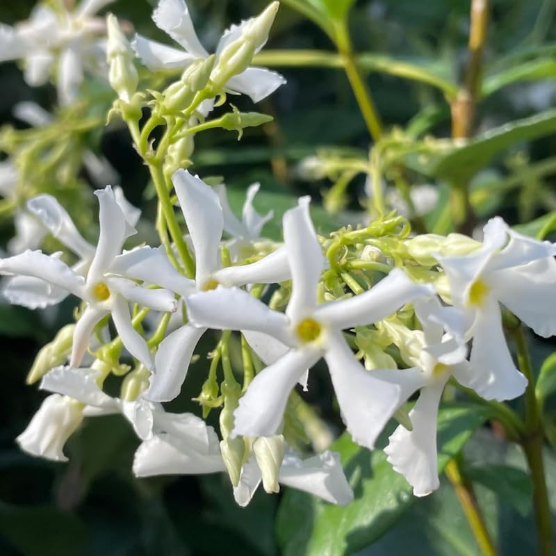 Jasmine Plant, Confederate Star Jasmine Plant, 4 to 6 Inc Tall Very Fragrant Vine, Jasmine Plant Indoor Live, Live Jasmine Plant, Jasmine Plant Live, White Jasmine Plant