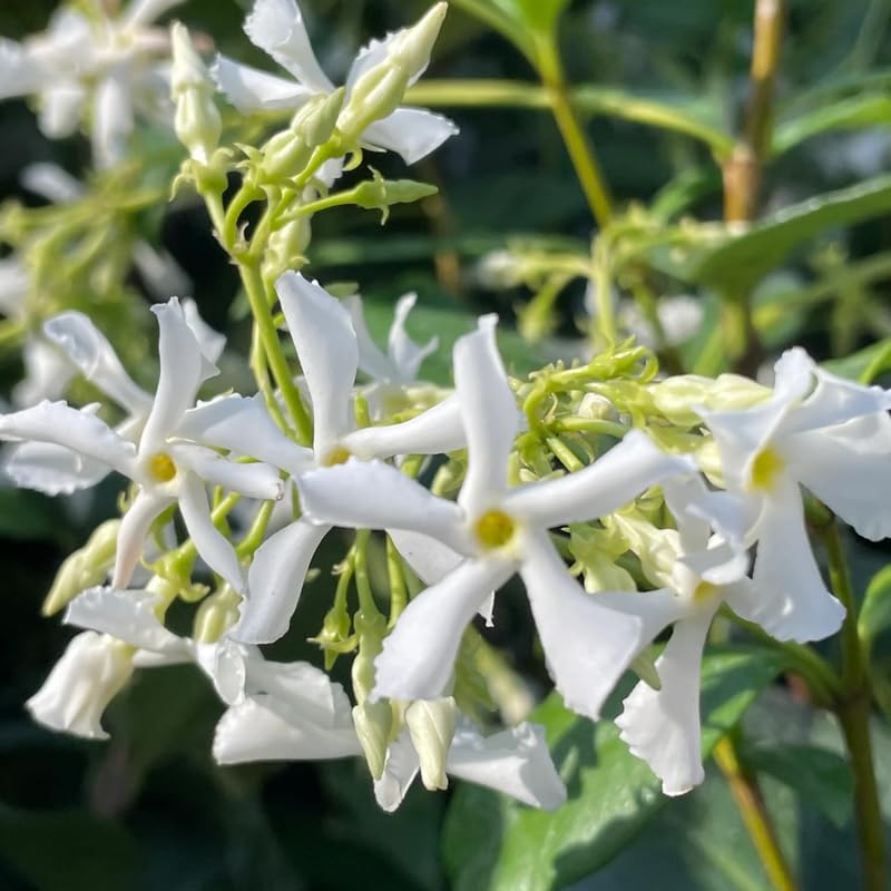 Amazon.com : Set 3 Confederate Star Jasmine Plants Live, Very