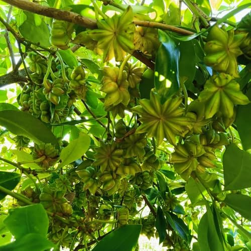 semillas de anís estrellado, resistentes Jardín de interior, arbustos de hoja perenne resistentes cocina de jardín 40pcs