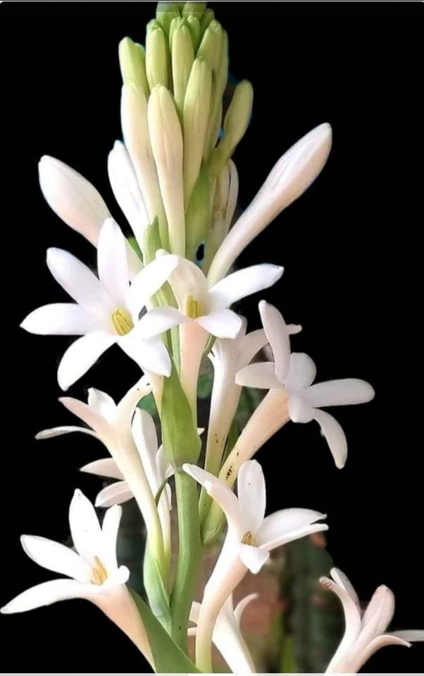 Growleaf Nursary Sweet Far Smelling Rajanigandha Flower Live Plant/Night Queen Plant/Healthy White Rajanigandha Flower Plant For Home Balcony (Pack Of 1) (B0BKFYZBNT) Amazon Price History, Amazon Price Tracker