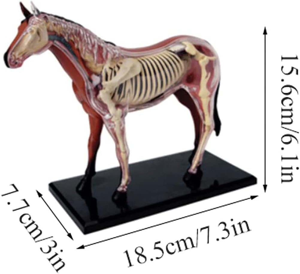 Genérico Modelo 4D de anatomía de caballo - Esqueleto de animal, biología desmontable, 26 piezas para clínica veterinaria de mascotas FormaciónEnseñanza escolar