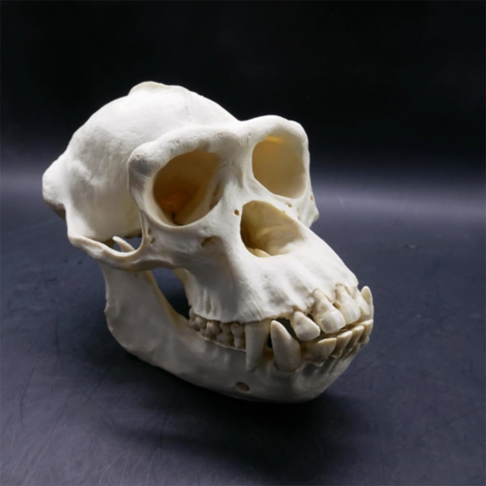 Modelo anatómico de cráneo de chimpancé, réplica de resina de cabeza de animal de tamaño natural, for decoración del hogar de Halloween y educación científica, estudio de enseñanza.