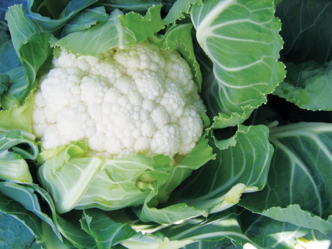 Cauliflower Plug Plants Grow Your Own Vegetables 'Ready to Plant Now' Young Vegetable Plants (6)