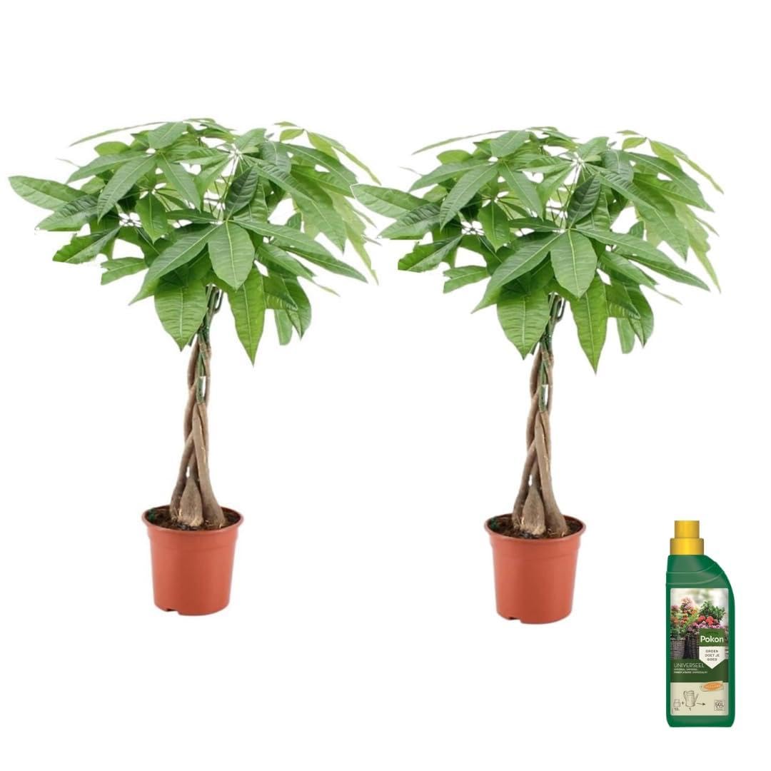 Plant in a Box - Pachira aquatica - Albero del denaro - Pokon - Set di 2 - Vaso 17cm - Altezza 60-70cm