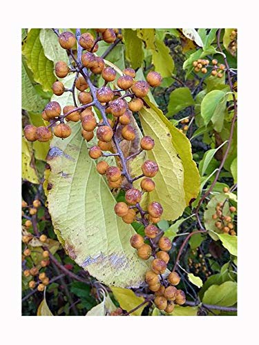 Large Fruited Staff Vine, Celastrus angulatus, Hardy Flowering Climber, Rarely Offered, Great for UK Climate, 8cm Plant in a 7cm Pot