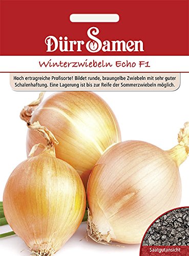 Dürr-Samen - Winterzwiebeln Echo F1 Saatgut