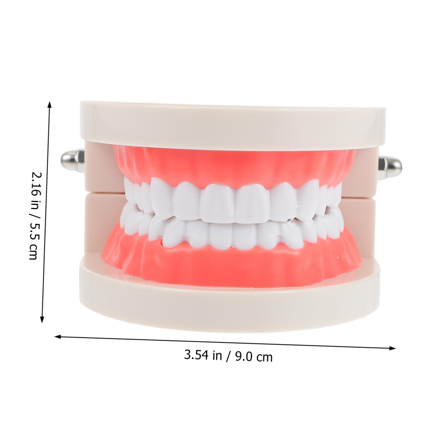 MAGICLULU Modèle de Dents pour Coordination Main-œil Blanc Éducatif en Résine Jouet Pédagogique pour Garçon et Filles pour École et Démonstration de Brossage Dentaire