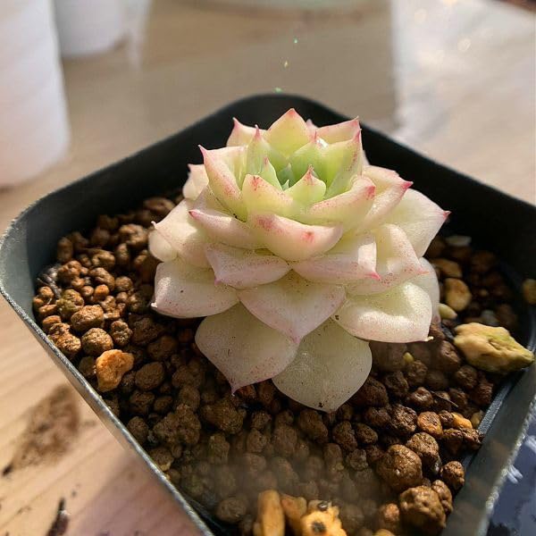 : 農園直売 多肉植物 寄せ植え エケベリア属 : 農園直売 多肉植物 寄せ植え エケベリア属