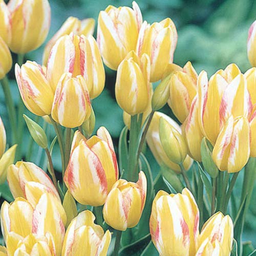 球根 チューリップ 枝咲き 農業資材 ガーデニング用品の通販 価格比較 価格 Com