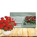 Outsidepride Geranium Scarlet - 25 Seeds by Outsidepride: Flower Seed
