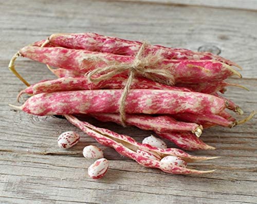 Miniatura 7 de Frijoles de arándano, 25 libras  Frijoles Borlotti secos, germinables, veganos, kosher, a granel. Buena fuente de folato, fibra dietética,