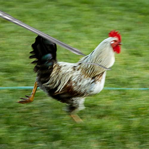 Attrape-poulet rétractable en acier pour attraper les oies sans fatigue
