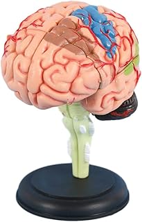 LSOAARRT Anatomical Model Skull Model 1: 1 Size of People Skull 4 Parts Removable Head Cerebral Artery Anatomy Brain Model Medical Neurological Cerebrovascular Model Medical Models