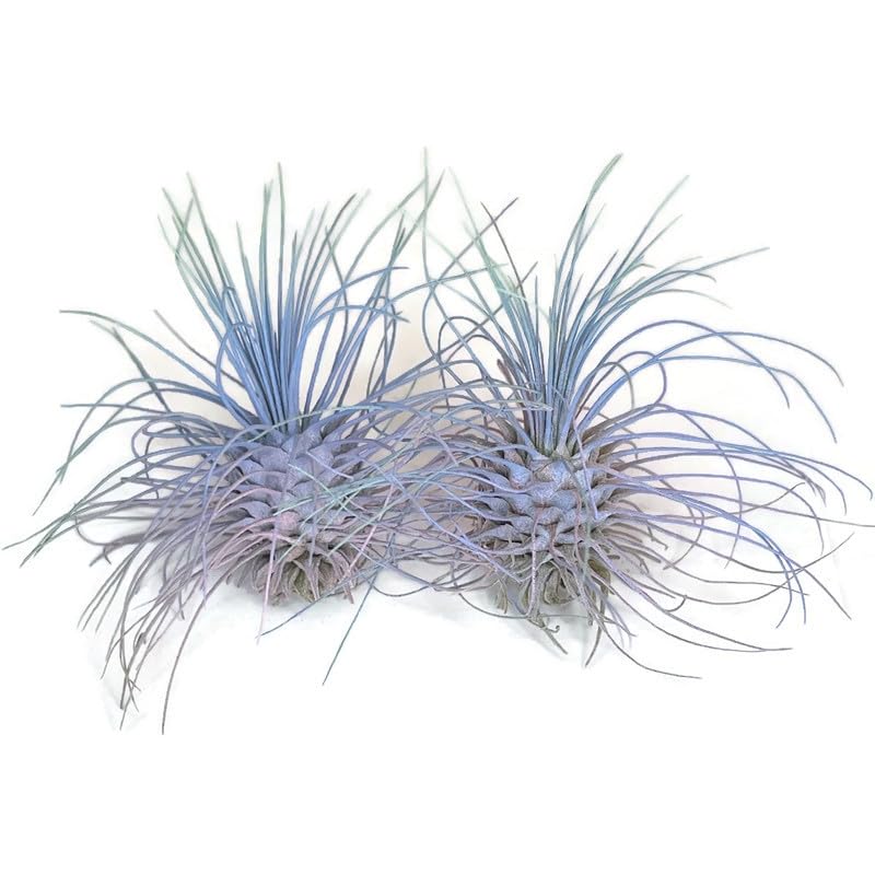 Image of Thin Air Plant, Guatemala Tillandsia Live Airplant, Healthy Arrival Guaranteed, Great Indoor Plant, Home Decor & Gift (2 Rainbow #4)