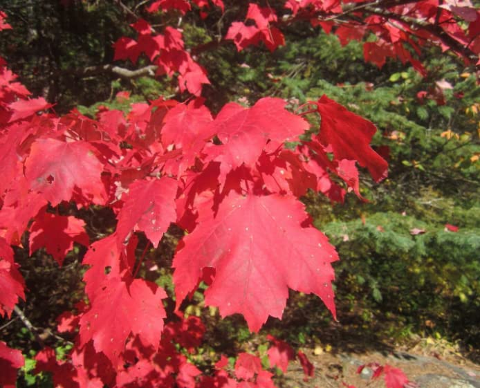 See.ds for Garden Decoration, 30 Pcs Red Maple Tree See.ds, Acer rubrum See.ds | #AA77RK