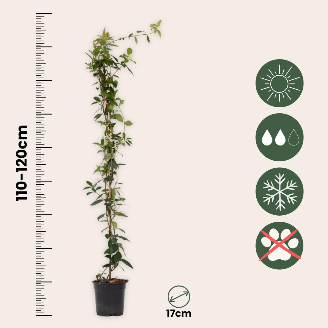 Plant in a Box - Trachelospermum jasminoides - XL Jasmin etoile grimpant - Fleurs blanc - Pot 17cm - Hauteur 110-120cm