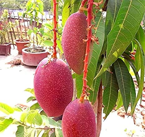 GreenCaart King Of Chakapat Mango Plant Healthy Grafted Live Plant, Pack of 1 (Fruit After 1 Year) (B0CQWP8CVV) Amazon Price History, Amazon Price Tracker