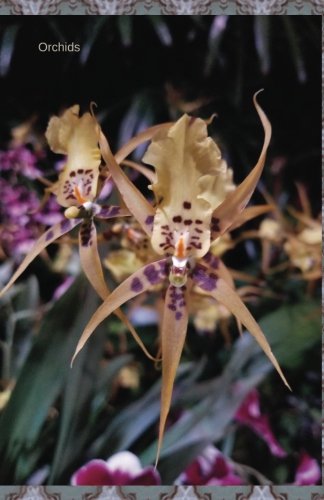 Orchids: Journal/Planner