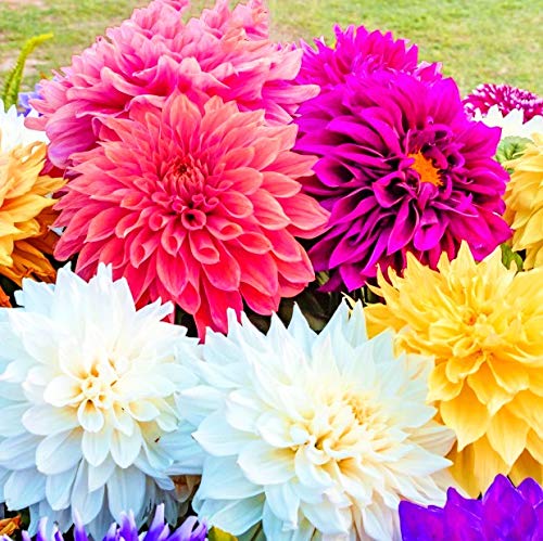 Navya germination Dinnerplate Dahlia Double Beautiful Flower Seeds In Different Colors F1 Hybrid Special Pack For Your Home Plant and Gardening This Seeds Prepared Like Organic (B081F7S8M3) Amazon Price History, Amazon Price Tracker