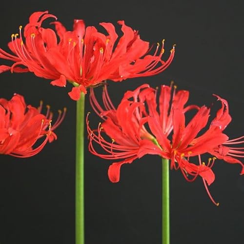 夏植え球根 リコリス 晩夏の宴 1球 リコリスの球根 彼岸花/国華園 25年秋商品のサムネイル