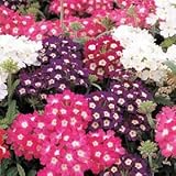 100 Mixed Colors Verbena Hortensis Flower Seeds