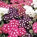100 MIXED COLORS VERBENA Hortensis Flower Seeds