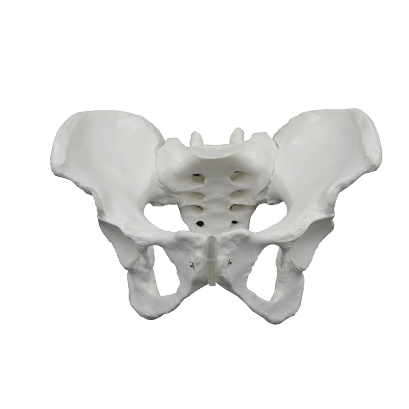 GTHTUHFD Pelvic Model Medicine Educational Model Female Pelvis Model Adult Female Pelvic Model Human Bone Model Model Human