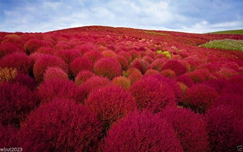 Miniatura 2 de 100 semillas de arbusto quemadas, rojo intenso plumoso, follaje excepcional, Kochia Scopari