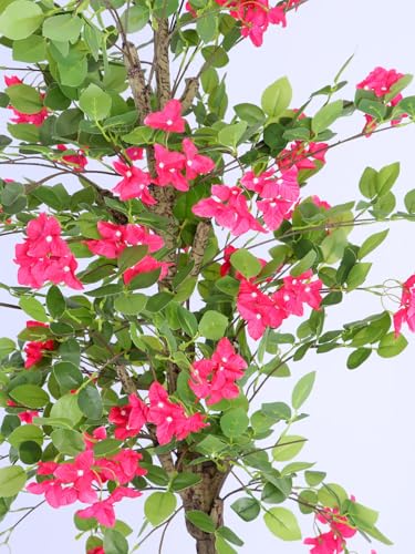 Image of ARICK DECOR 6.5Ft .Artificial Bougainvillea Flowers Tree in Pot, 6.5ft Realistic Faux Pink Silk Flower Plant, Peacock Shaped Extra Large Floor Decor for Home, Office & Balcony