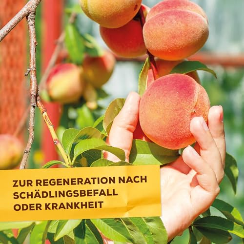 Foto von Solabiol Schachtelhalm Sud, biologisches Pflanzenstärkungsmittel zur Kräftigung und Stärkung pilzanfälliger Pflanzen, 1 Liter
