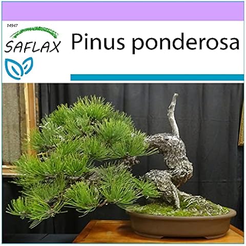 SAFLAX Ponderosa Pine Tree Seeds - 20 Pack Cover