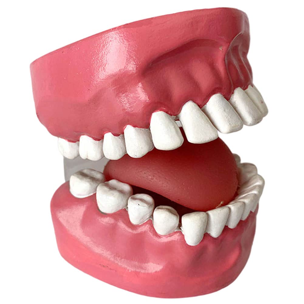 Model zębów dentystycznych w standardowym rozmiarze 1:1, model higieny jamy ustnej człowieka z językiem i szwami zębowymi do ćwiczenia nici dentystycznej, model zębów demonstracyjnych Typodont