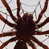Real Tarantula with Web in Acrylic Display
