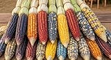 Multicolor Ornamental Indian Corn Seeds – 225+ Non-GMO Flint Corn Seeds (Zea Mays) – Heirloom Corn for Planting, Fall Décor, Crafts, and Grinding