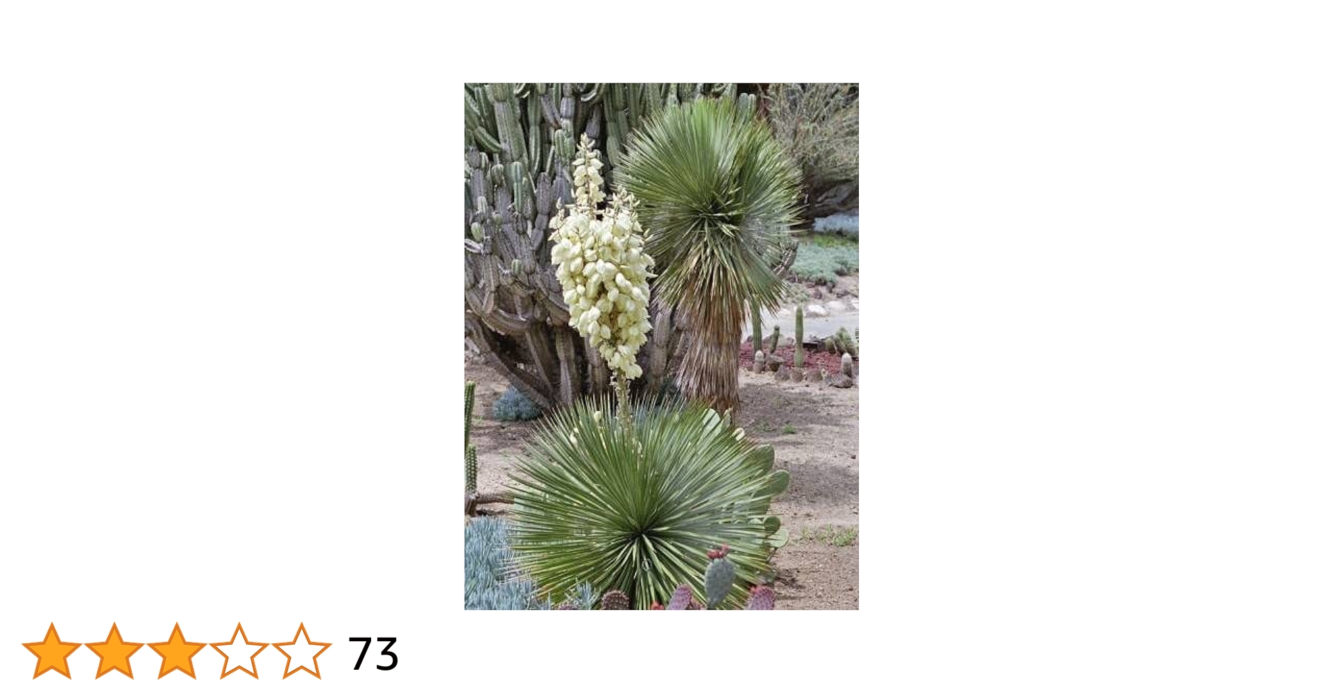 Amazon.co.jp: 【種子】Yucca Thompsoniana◇ユッカ