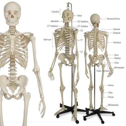 Image of Articulated Human Skeleton Model 5.6 Feet Tall with Durable Plastic Base and Iron Support Rod, Life Size Anatomical Educational Teaching Skeleton for Medical Study, Classroom, Clinic and Training Use