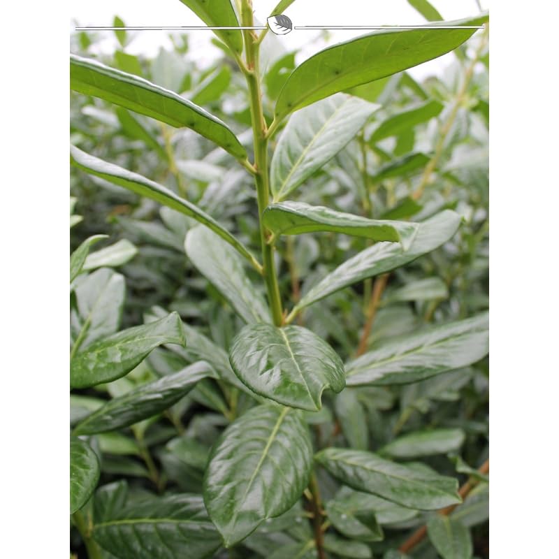 monstera tiwintza Monstera Tiwintza Narrow | Seltene Zimmerpflanze