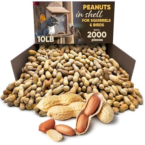 CHAIN & JO SWEETS Peanuts for Squirrels - Roasted Unsalted Peanuts in Shell Bulk 10 Pounds Approx 2000 Pieces - Ideal Food for Squirrels Birds, & Humans - in Shell Peanuts for Birds - Roasted Peanuts Cover