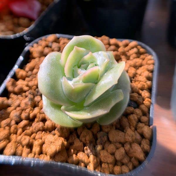 130. 多肉植物 ラブリーローズ 630円【抜き苗】引っ越しの為販売お休み中