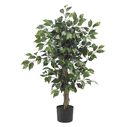 Plants Point Ficus Benjamina Ficus Black Weeping Fig Live Natural Plant(Pot Included) (B081P16FZG) Amazon Price History, Amazon Price Tracker