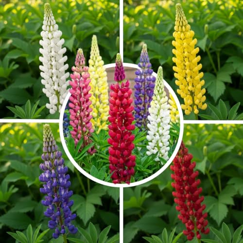 Lupinen Super Kollektion (10 Pflanzen) Mehrjährig mischung von 5 Sorten/4 Farben große Winterharte Stauden aus Holland Ideal für Garten und Blumenbeete (kein Samen nicht künstlich und zwiebeln)