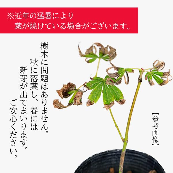 Amazon.co.jp: 遊恵盆栽 苗：出猩々もみじ（黒ポット）* デショウ