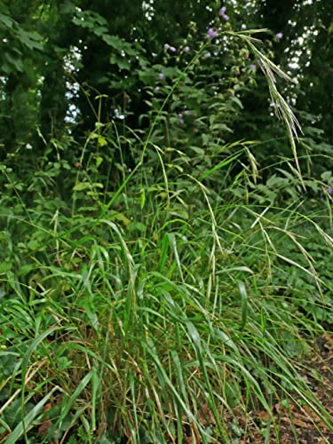Brachypodium sylvaticum | Wood Brome - Wood False-Brome 1Gram Seeds Meadow Grass Perennial. UK Delivery Only.
