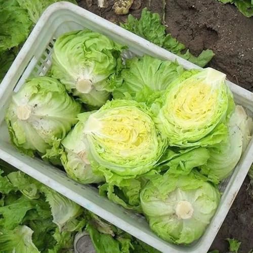 Semillas de lechuga, semillas de lechuga hoja, raras verdes para camas elevadas para lugares soleados cocina variedades antiguas regalos los amantes 1200pcs