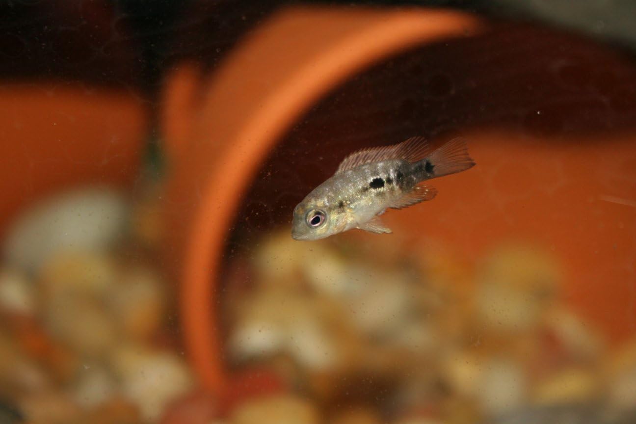 Aquatic Foods Inc. 55% Protein Vitamin Rich Micro Floating/Slow Sinking Baby & Fry Food for Koi Fish & Pond Fish, All Aquarium Tropical Fish - 2-lb Medium Jar